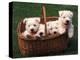 Domestic Dogs, Four West Highland Terrier / Westie Puppies in a Basket-Adriano Bacchella-Premier Image Canvas