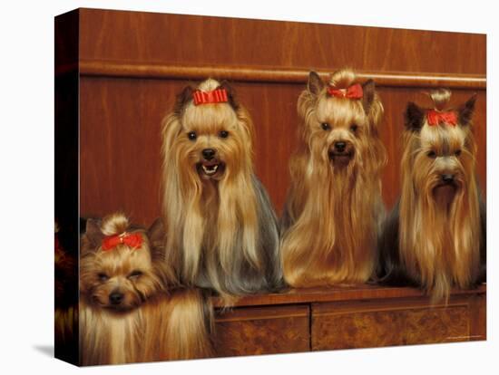 Domestic Dogs, Four Yorkshire Terriers Sitting / Lying Down-Adriano Bacchella-Premier Image Canvas