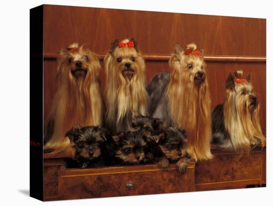 Domestic Dogs, Four Yorkshire Terriers with Four Puppies in a Drawer-Adriano Bacchella-Premier Image Canvas