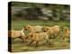 Domestic Dogs, Labrador Puppies Running-Jane Burton-Premier Image Canvas