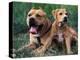 Domestic Dogs, Pit Bull Terrier with Puppy-Adriano Bacchella-Premier Image Canvas