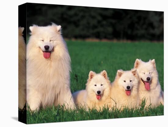 Domestic Dogs, Samoyed Family Panting and Resting on Grass-Adriano Bacchella-Premier Image Canvas