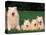 Domestic Dogs, Samoyed Family Panting and Resting on Grass-Adriano Bacchella-Premier Image Canvas