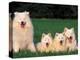 Domestic Dogs, Samoyed Family Panting and Resting on Grass-Adriano Bacchella-Premier Image Canvas