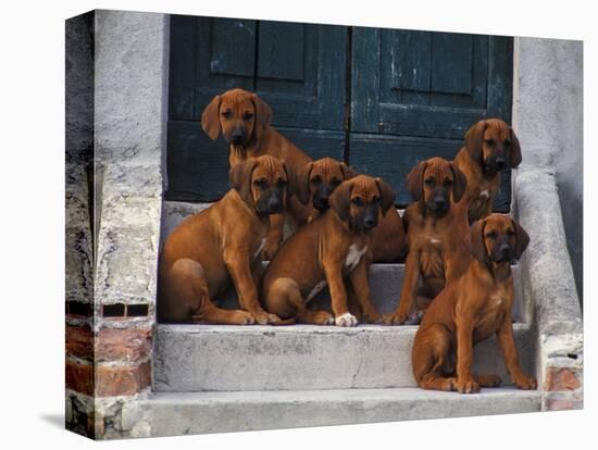 Domestic Dogs, Seven Rhodesian Ridgeback Puppies Sitting on Steps-Adriano Bacchella-Premier Image Canvas