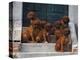 Domestic Dogs, Seven Rhodesian Ridgeback Puppies Sitting on Steps-Adriano Bacchella-Premier Image Canvas