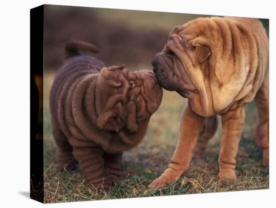 Domestic Dogs, Shar Pei Puppy and Parent Touching Noses-Adriano Bacchella-Premier Image Canvas