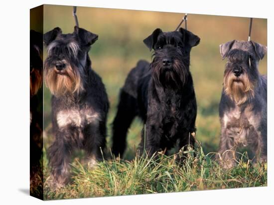 Domestic Dogs, Three Miniature Schnauzers on Leads-Adriano Bacchella-Premier Image Canvas