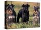 Domestic Dogs, Three Miniature Schnauzers on Leads-Adriano Bacchella-Premier Image Canvas