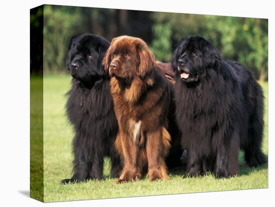 Domestic Dogs, Three Newfoundland Dogs Standing Together-Adriano Bacchella-Premier Image Canvas