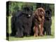 Domestic Dogs, Three Newfoundland Dogs Standing Together-Adriano Bacchella-Premier Image Canvas