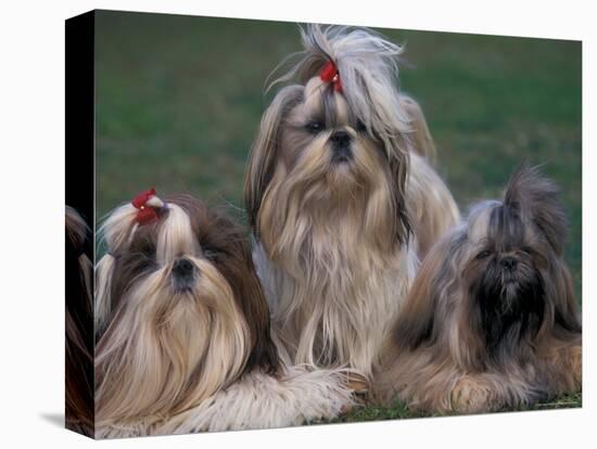 Domestic Dogs, Three Shih Tzus Sitting or Lying on Grass with Their Hair Tied Up-Adriano Bacchella-Premier Image Canvas