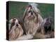 Domestic Dogs, Three Shih Tzus Sitting or Lying on Grass with Their Hair Tied Up-Adriano Bacchella-Premier Image Canvas