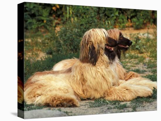 Domestic Dogs, Two Afghan Hounds Lying Side by Side-Adriano Bacchella-Premier Image Canvas