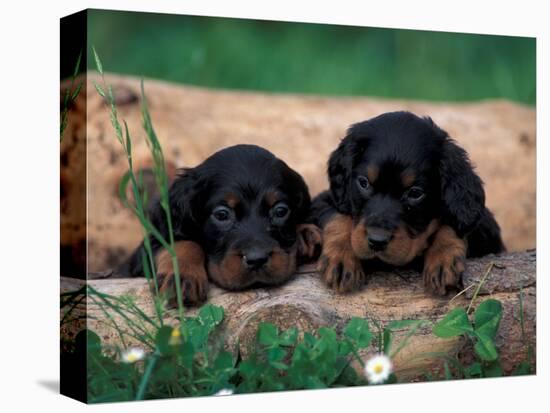 Domestic Dogs, Two Gordon Setter Puppies Resting on Log-Adriano Bacchella-Premier Image Canvas