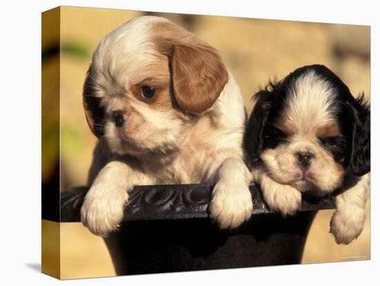 Domestic Dogs, Two King Charles Cavalier Spaniel Puppies in Pot-Adriano Bacchella-Premier Image Canvas