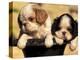 Domestic Dogs, Two King Charles Cavalier Spaniel Puppies in Pot-Adriano Bacchella-Premier Image Canvas
