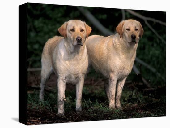 Domestic Dogs, Two Labrador Retrievers-Adriano Bacchella-Premier Image Canvas