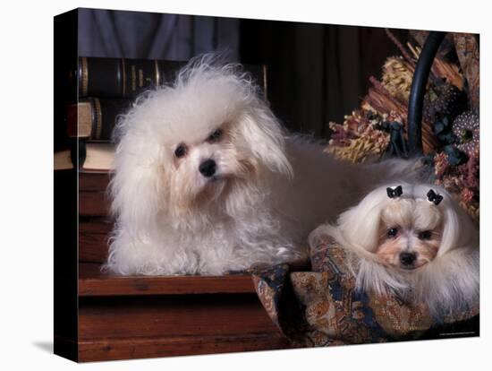 Domestic Dogs, Two Maltese Dogs, One Groomed and the Other Ungroomed-Adriano Bacchella-Premier Image Canvas