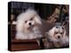 Domestic Dogs, Two Maltese Dogs, One Groomed and the Other Ungroomed-Adriano Bacchella-Premier Image Canvas