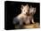 Domestic Dogs, Two West Highland Terrier / Westie Puppies Sitting Together-Adriano Bacchella-Premier Image Canvas