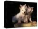 Domestic Dogs, Two West Highland Terrier / Westie Puppies Sitting Together-Adriano Bacchella-Premier Image Canvas