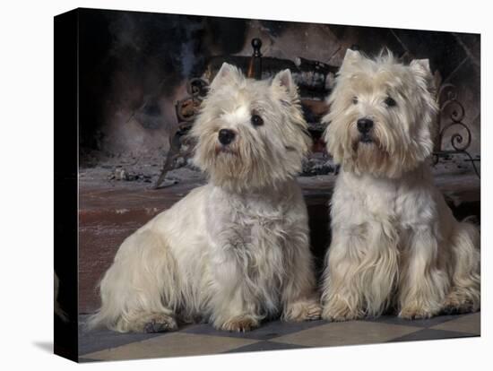 Domestic Dogs, Two West Highland Terriers / Westies Sitting Together-Adriano Bacchella-Premier Image Canvas