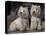 Domestic Dogs, Two West Highland Terriers / Westies Sitting Together-Adriano Bacchella-Premier Image Canvas