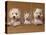 Domestic Dogs, Two West Highland Terriers / Westies with a Puppy-Adriano Bacchella-Premier Image Canvas