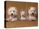 Domestic Dogs, Two West Highland Terriers / Westies with a Puppy-Adriano Bacchella-Premier Image Canvas