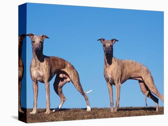 Domestic Dogs, Two Whippets Standing Together-Adriano Bacchella-Premier Image Canvas