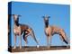 Domestic Dogs, Two Whippets Standing Together-Adriano Bacchella-Premier Image Canvas