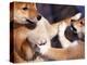 Domestic Dogs, Two Young Shiba Inus Playfighting-Adriano Bacchella-Premier Image Canvas