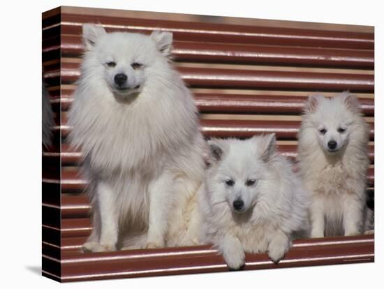 Domestic Dogs, Volpino Italiano / Italian Spitz Family-Adriano Bacchella-Premier Image Canvas