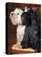 Domestic Dogs, West Highland Terrier / Westie Sitting on a Chair with a Black Scottish Terrier-Adriano Bacchella-Premier Image Canvas