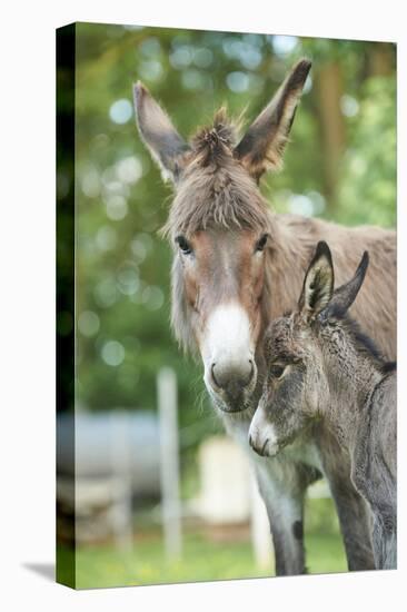 Domestic Donkey, Equus Asinus Asinus, Mare, Foal, Portrait, Head-On, Looking into Camera-David & Micha Sheldon-Premier Image Canvas