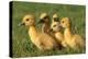 Domestic Ducklings X Five in Grass-null-Premier Image Canvas