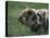 Domestic Farmyard Piglet, South Africa-Stuart Westmoreland-Premier Image Canvas