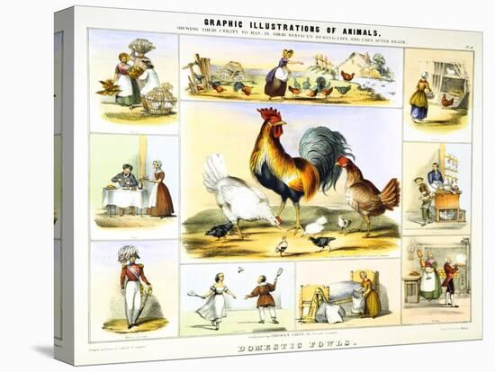 Domestic Fowl, C1850-Benjamin Waterhouse Hawkins-Premier Image Canvas