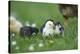 domestic fowl, Gallus gallus domesticus, chicken, meadow, stand-David & Micha Sheldon-Premier Image Canvas