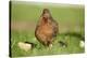 domestic fowl, Gallus gallus domesticus, chicken, meadow, stand-David & Micha Sheldon-Stretched Canvas