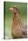 domestic fowl, Gallus gallus domesticus, hen, portrait, meadow, stand-David & Micha Sheldon-Stretched Canvas