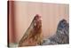 domestic fowl, Gallus gallus domesticus, hen, portrait, meadow, stand-David & Micha Sheldon-Premier Image Canvas