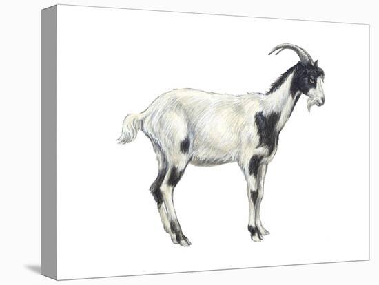 Domestic Goat (Capra Hircus), Mammals-Encyclopaedia Britannica-Stretched Canvas