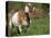 Domestic Goat, Grazing, USA-Lynn M. Stone-Premier Image Canvas