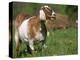 Domestic Goat, Grazing, USA-Lynn M. Stone-Premier Image Canvas