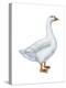 Domestic Goose (Anser Anser), Birds-Encyclopaedia Britannica-Stretched Canvas