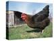 Domestic Hen Free Range, Scotland, UK-Pete Cairns-Premier Image Canvas