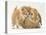 Domestic Kitten (Felis Catus) Next to Bunny, Domestic Rabbit-Jane Burton-Premier Image Canvas