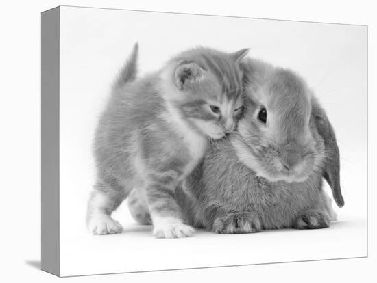 Domestic Kitten (Felis Catus) Next to Bunny, Domestic Rabbit-Jane Burton-Premier Image Canvas